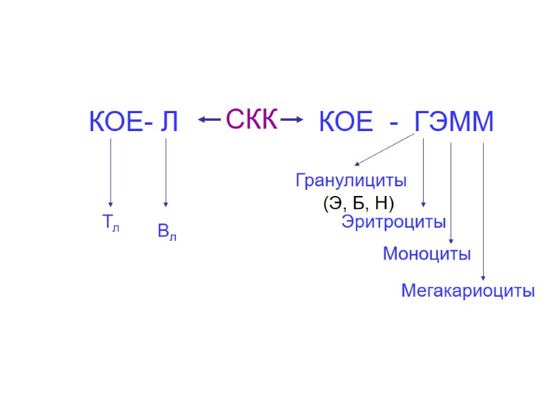 СКК КОЕ  -  ГЭММ Гранулициты (Э, Б, Н) Эритроциты Моноциты Мегакариоциты КОЕ-